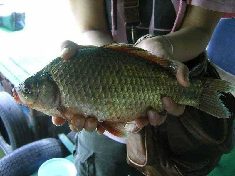 ♣ 여 조사님의 토종월척 31cm ♣ (유료터정보 - 유료터점주조황)