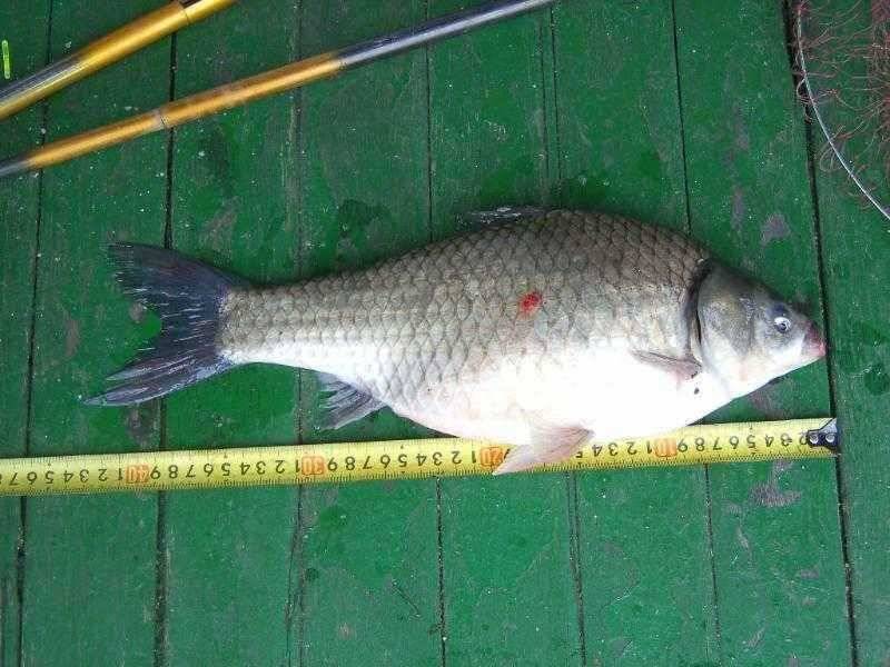 ♣ 또 연밭에 토종월척 32cm 광명♣ (유료터정보 - 유료터점주조황)