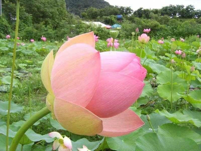 ♣ 휴일의 광명조황 ♣ (유료터정보 - 유료터점주조황)