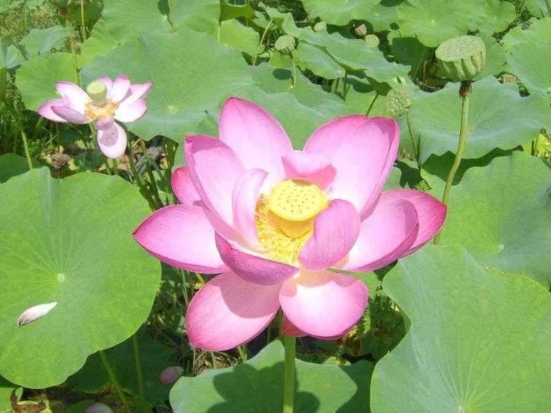 ♣ 연밭에 토종붕어 ♣ (유료터정보 - 유료터점주조황)