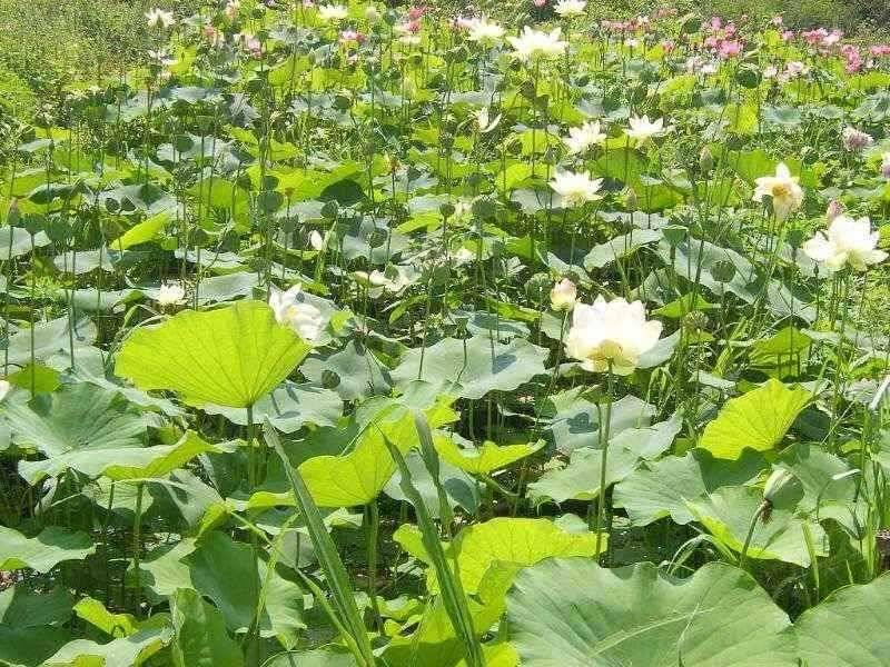 ♣ 연밭 포인트 광명 낚시터 ♣ (유료터정보 - 유료터점주조황)