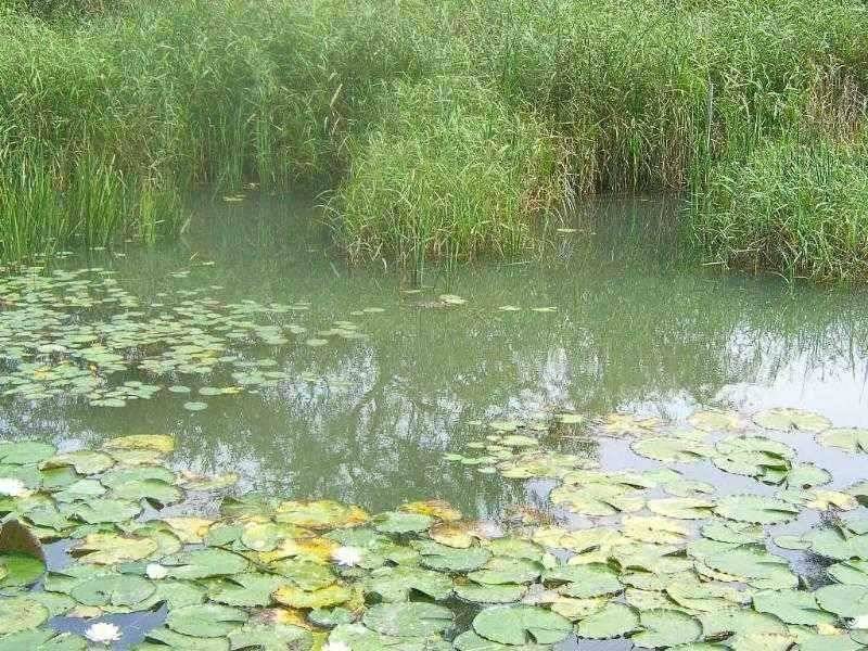 ★ 춘천 의암호 광명 낚시터 ★ (유료터정보 - 유료터점주조황)