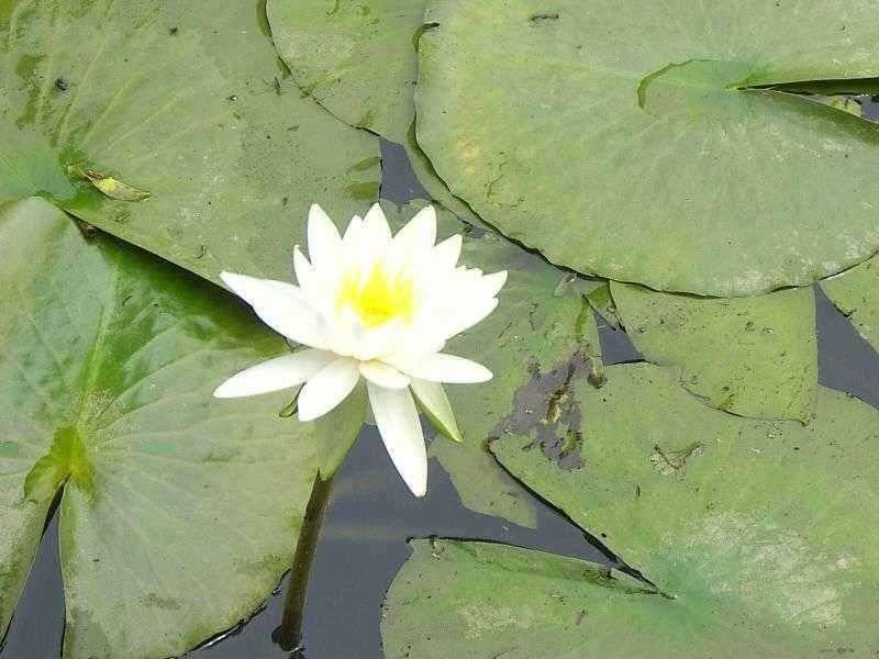 연밭 포인트 광명 (유료터정보 - 유료터점주조황)