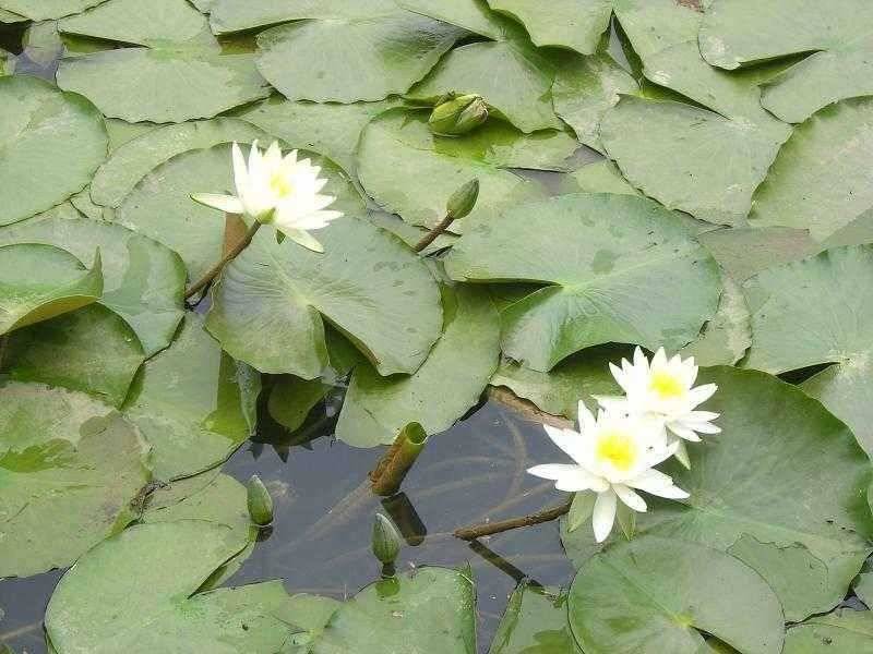 연밭 포인트 광명 (유료터정보 - 유료터점주조황)