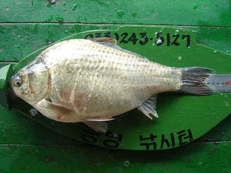연밭 포인트 광명 낚시터 (유료터정보 - 유료터점주조황)