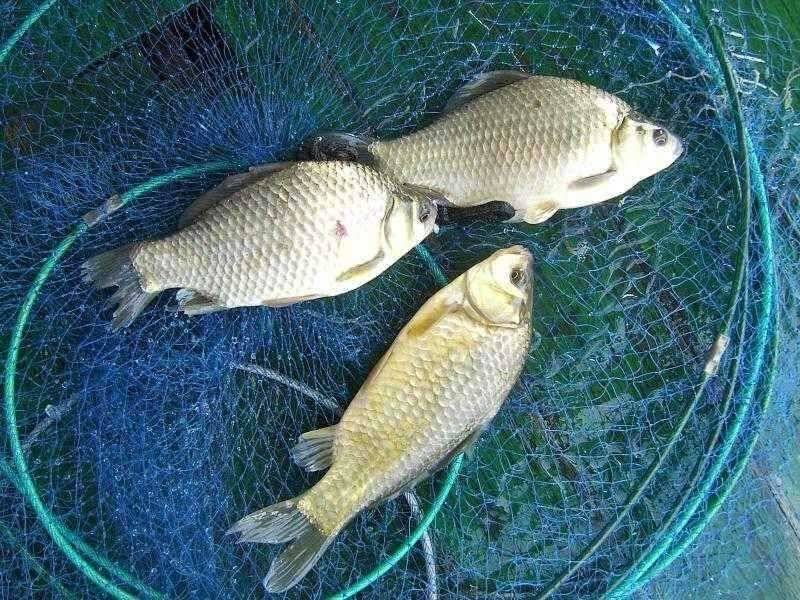 연밭 포인트 광명 낚시터 (유료터정보 - 유료터점주조황)