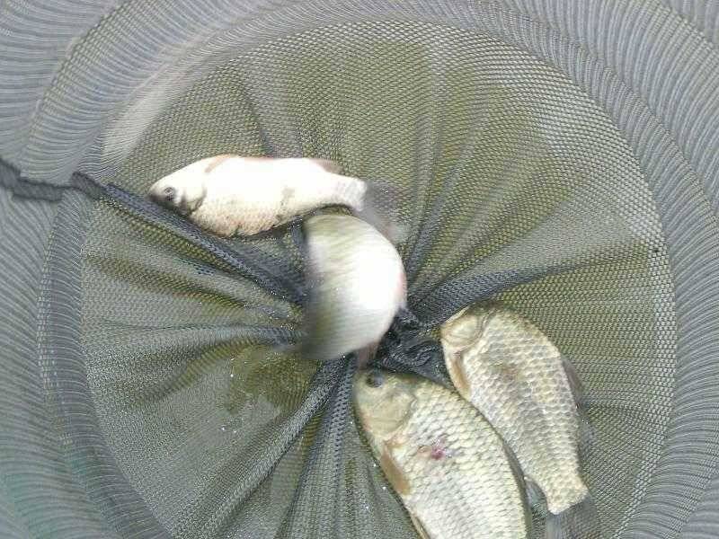 연밭에 붕어들 (유료터정보 - 유료터점주조황)