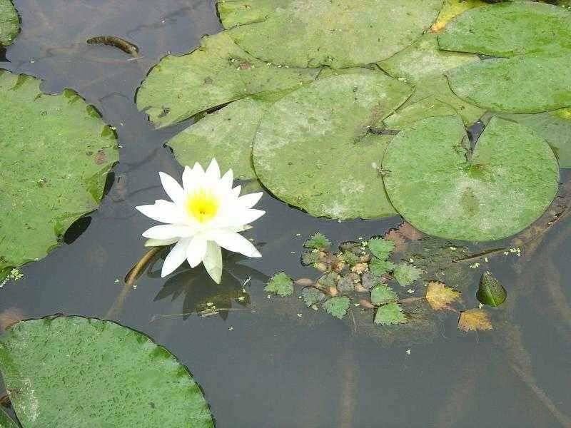 연밭에 붕어들 (유료터정보 - 유료터점주조황)