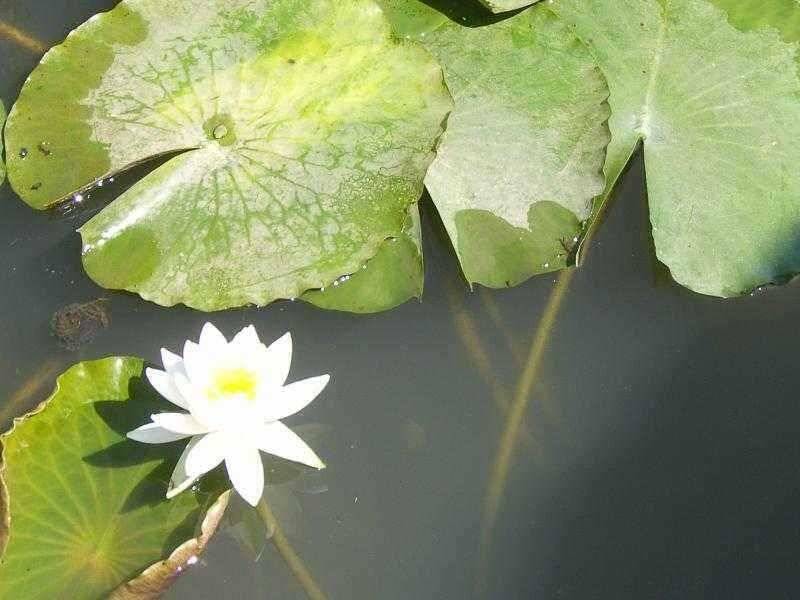 연밭에 붕어들 (유료터정보 - 유료터점주조황)
