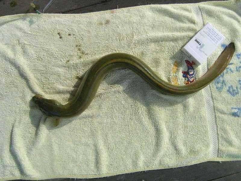 씨알좋은 장어와 붕어 (유료터정보 - 유료터점주조황)