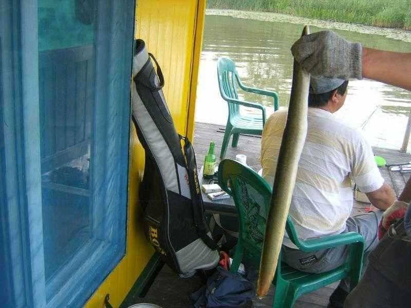 씨알좋은 장어와 붕어 (유료터정보 - 유료터점주조황)