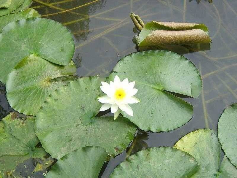 연밭에 붕어들 (유료터정보 - 유료터점주조황)