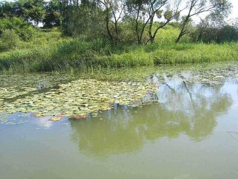연밭과 마름의 포인트 (유료터정보 - 유료터점주조황)