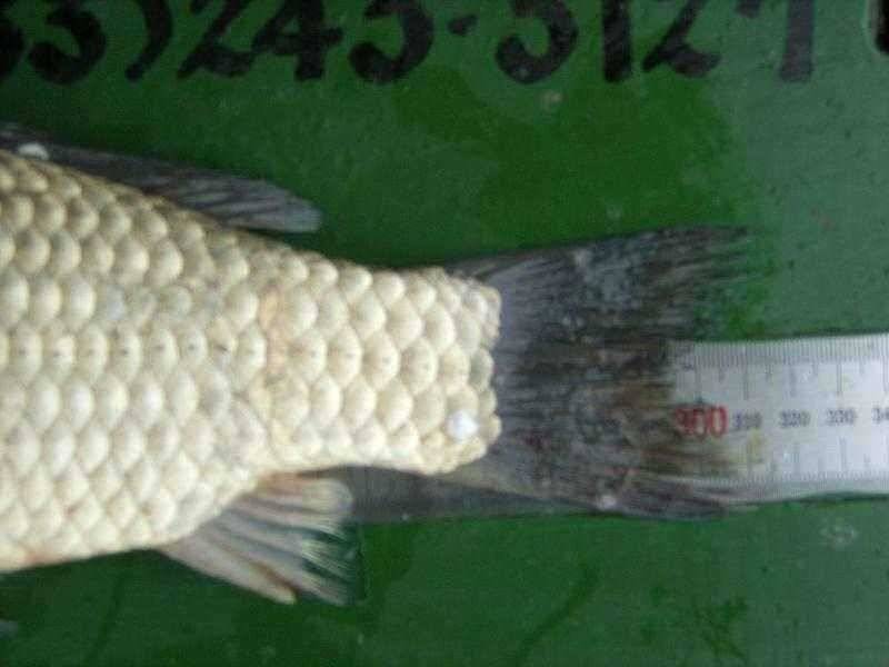 토종월척 325cm 마리수 조황 (유료터정보 - 유료터점주조황)