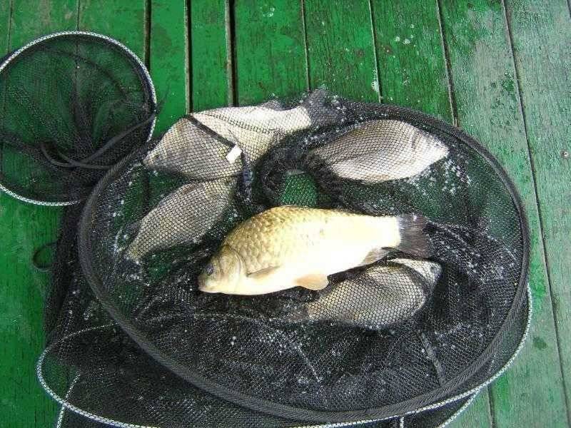 이어지는 광명 조황 (유료터정보 - 유료터점주조황)