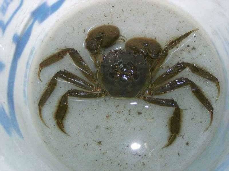춘천 의암호 광명 낚시터 (유료터정보 - 유료터점주조황)
