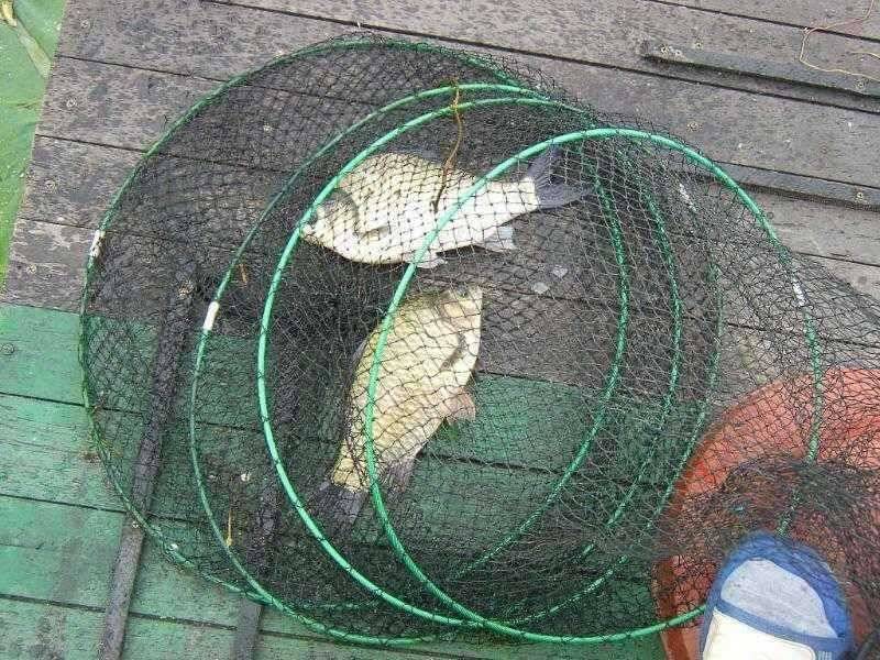 부들밭 속에 첫 월척 31cm (유료터정보 - 유료터점주조황)