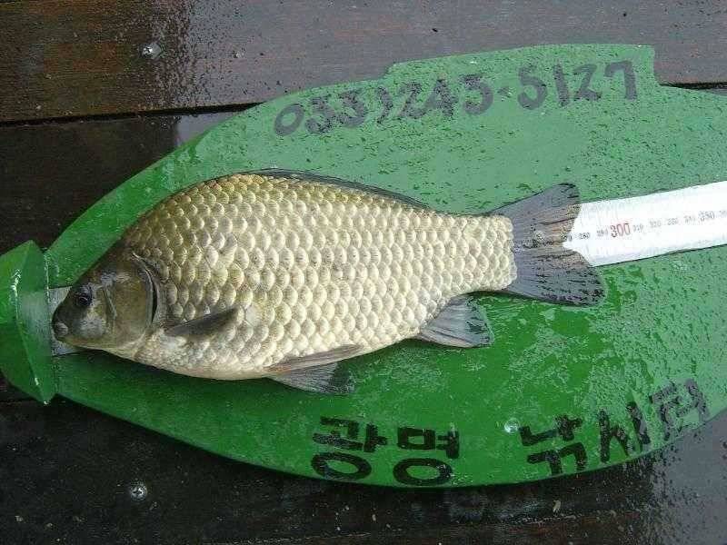 댐 낚시 일박에 붕어 12수을 (유료터정보 - 유료터점주조황)