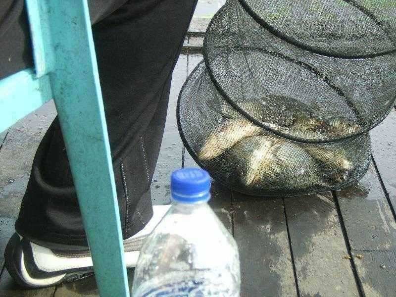 댐 낚시 일박에 붕어 12수을 (유료터정보 - 유료터점주조황)