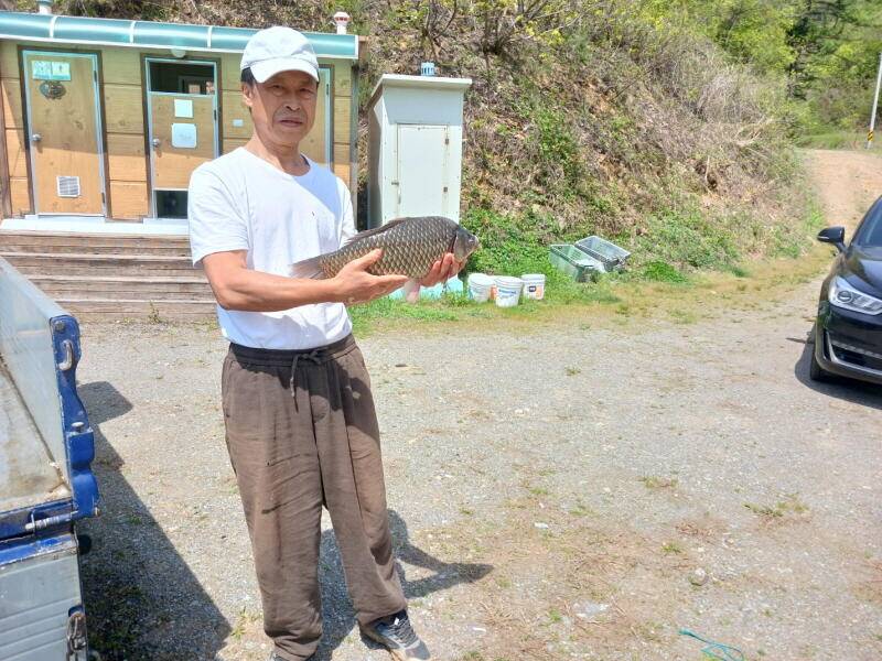 유구 명곡지의 4월23일에 올리는 대물 토종 붕어 방류 모습입니다 (유료터정보 - 유료터점주조황)