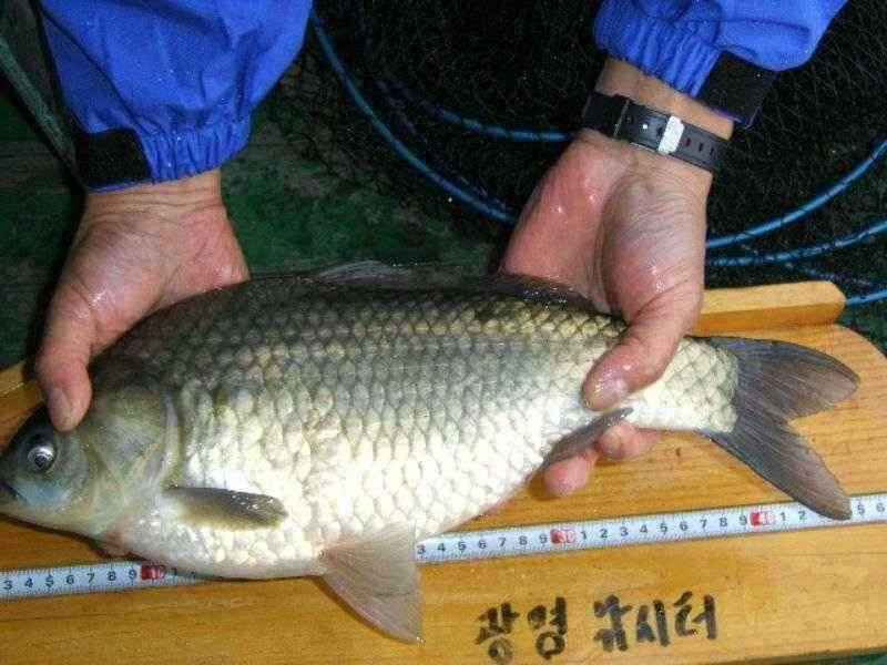 ★ 춘천 의암호 광명 낚시터 ★ (유료터정보 - 유료터점주조황)