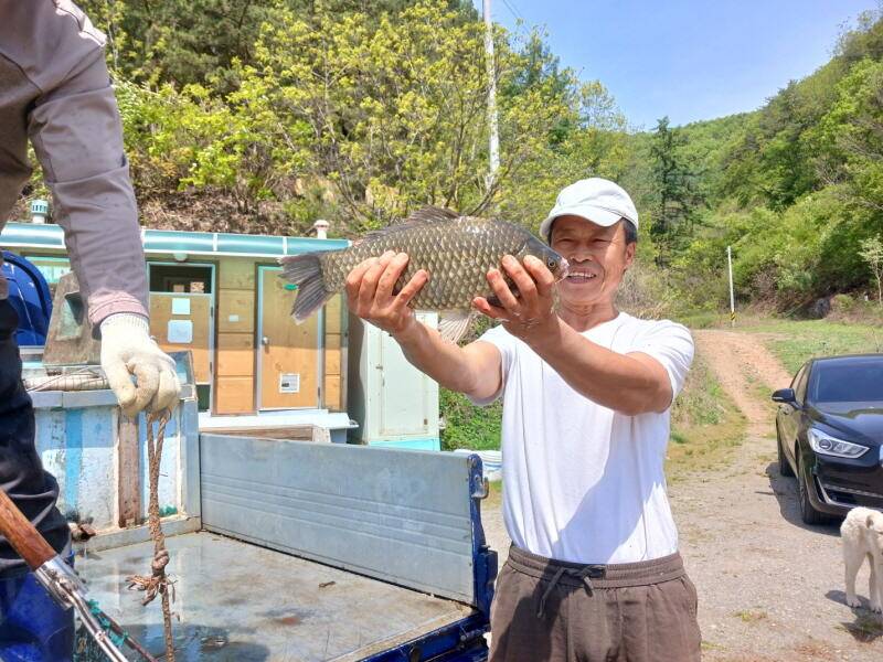 유구 명곡지의 4월23일에 올리는 대물 토종 붕어 방류 모습입니다 (유료터정보 - 유료터점주조황)