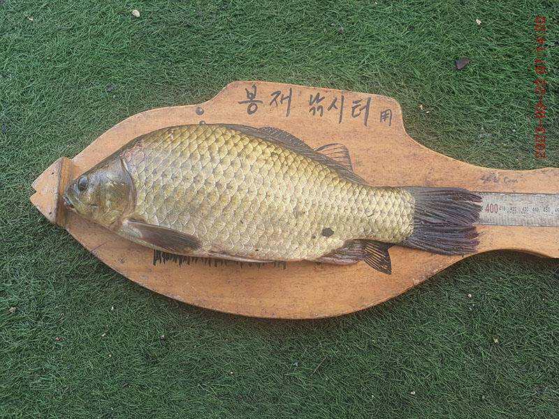 봉재낚시터 9월 22일 금요일 조황 (유료터정보 - 유료터점주조황)