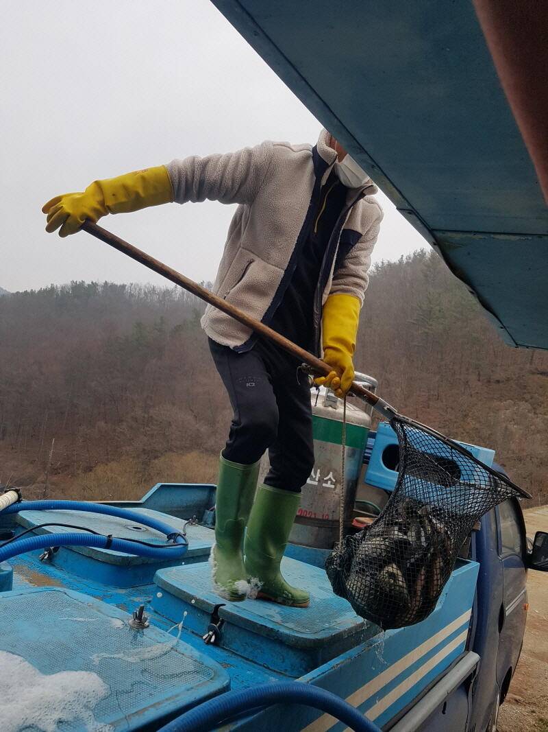 공주 명곡지의 3월12일 방류 모습입니다 (유료터정보 - 유료터점주조황)