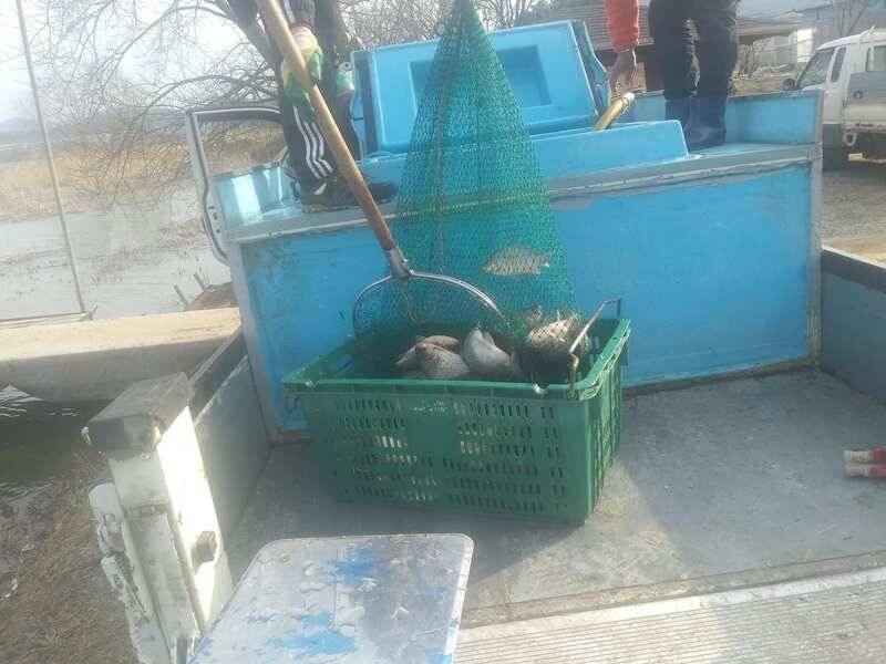 오목낚시터 토종방류및 주말조황 (유료터정보 - 유료터점주조황)