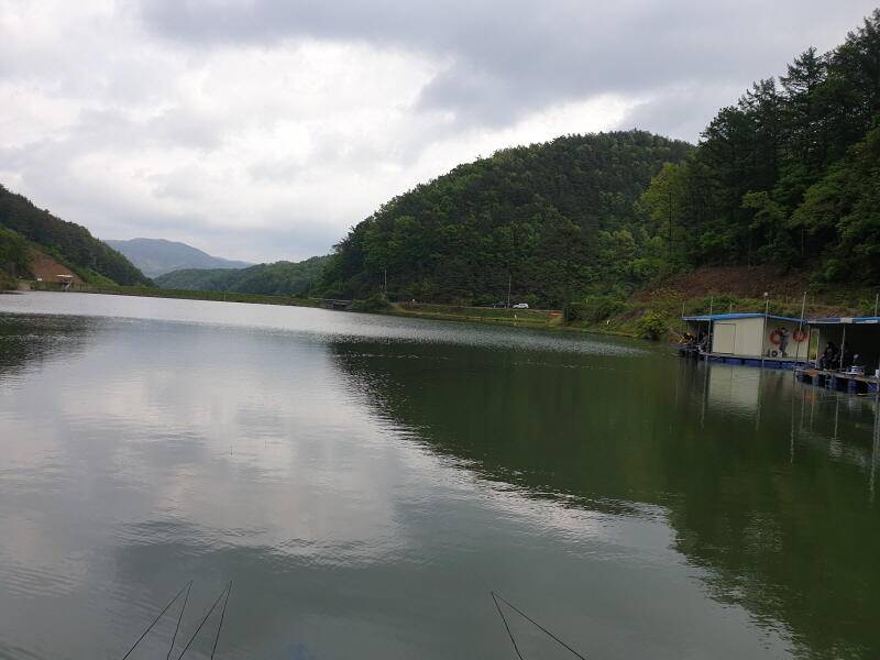 숲 속의 호수 명곡지의 주말 방류및 조황 모습 (유료터정보 - 유료터점주조황)