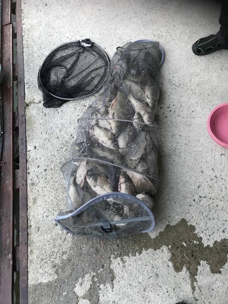 아산 산들낚시터의 6월12일에 올리는 방류 및 어제 모습입니다 (유료터정보 - 유료터점주조황)