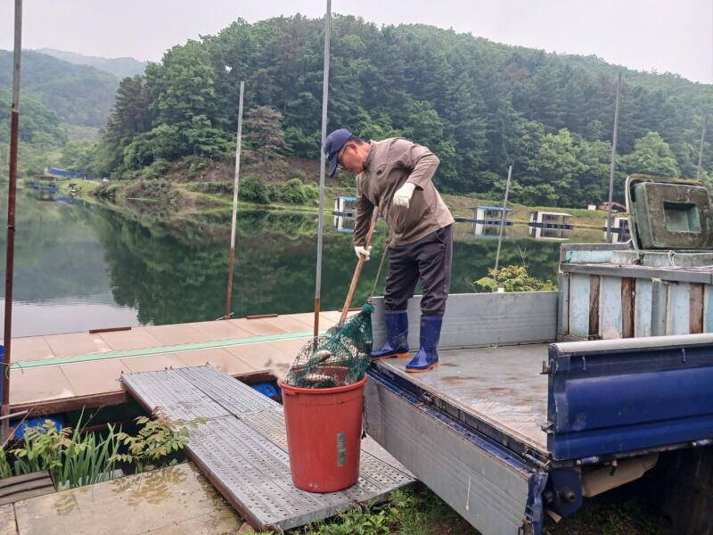 유구 명곡지의 5월7일 대형 토종 붕어 방류 모습입니다 (유료터정보 - 유료터점주조황)