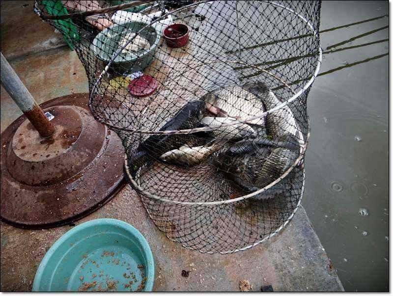 각평낚시터 이제 밤 낚시 호황 정보 (유료터정보 - 유료터점주조황)