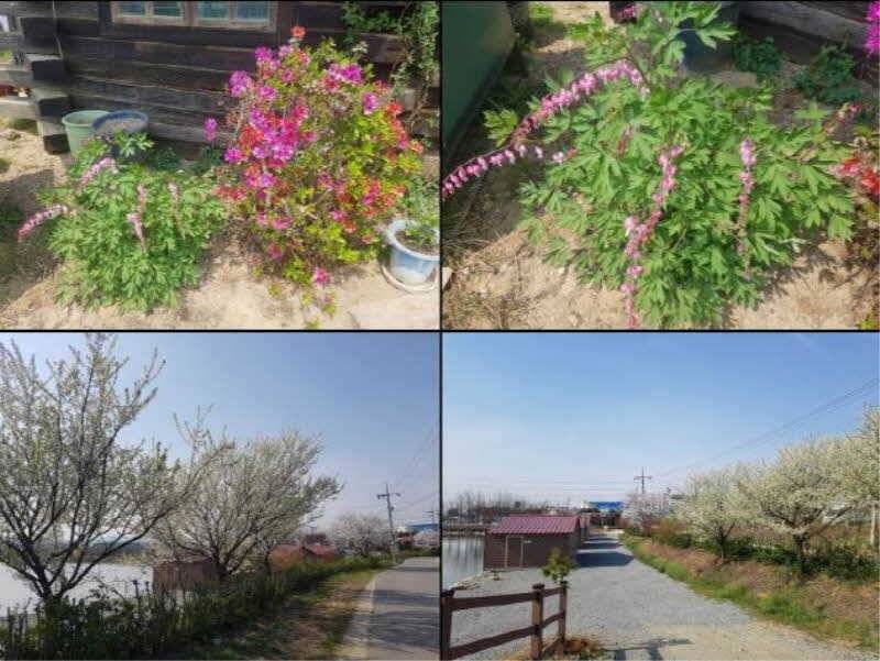 경기도 안성 거청낚시터 붕어조황 (유료터정보 - 유료터점주조황)