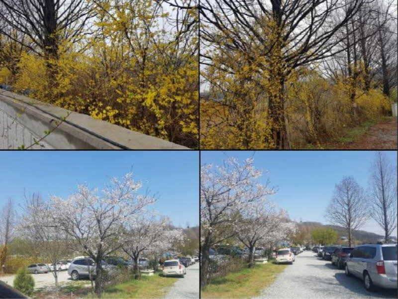 경기도 안성 거청낚시터 붕어조황 (유료터정보 - 유료터점주조황)