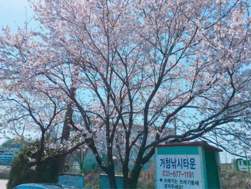 경기도 안성 거청낚시터 붕어조황 (유료터정보 - 유료터점주조황)