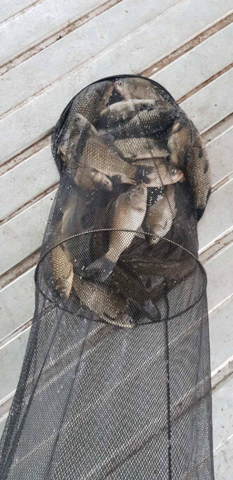 아산 산들낚시터의 7월25일 새벽에 올리는 풍요로운 조황 모습입니다 (유료터정보 - 유료터점주조황)