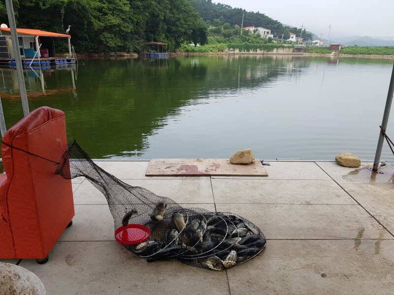 아산 산들낚시터의 7월 28일에 올리는 금요일 모습 입니다 (유료터정보 - 유료터점주조황)