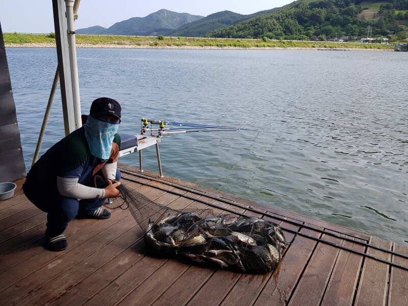 아산 산들낚시터의 8월8일에 올리는 어제 그제 모습과 방류 (유료터정보 - 유료터점주조황)