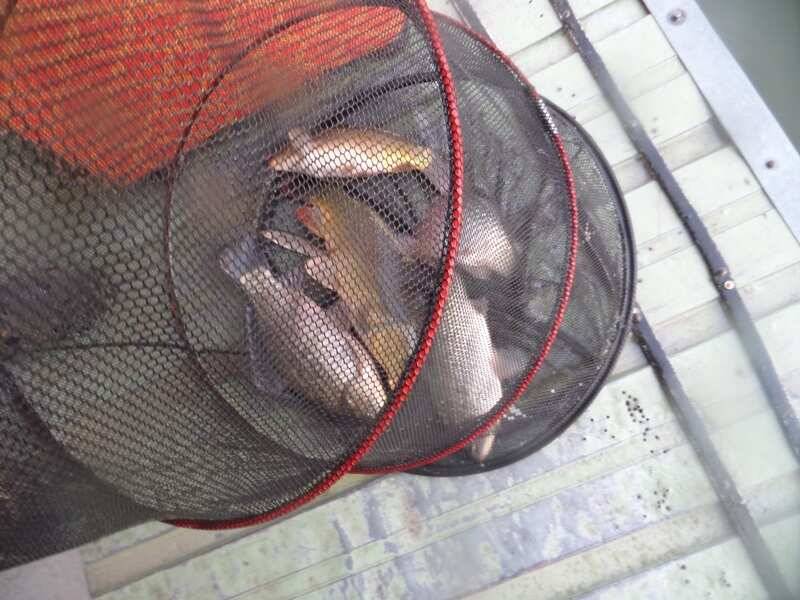 오목낚시터 3월둘째주 조황모습 (유료터정보 - 유료터점주조황)