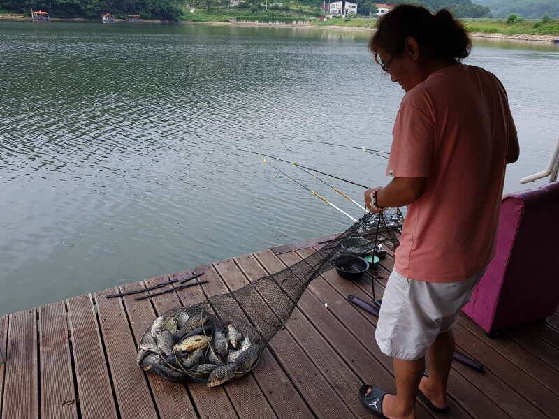 아산 산들낚시터의 8월8일에 올리는 어제 그제 모습과 방류 (유료터정보 - 유료터점주조황)