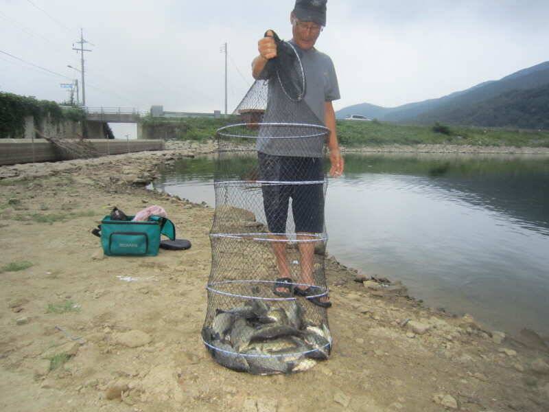 아산 산들낚시터의 8월8일에 올리는 어제 그제 모습과 방류 (유료터정보 - 유료터점주조황)