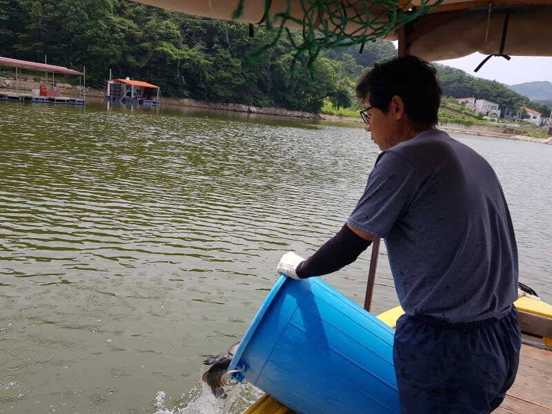아산 산들낚시터의 6월26일 월요일 방류와 조황 모습입니다 (유료터정보 - 유료터점주조황)