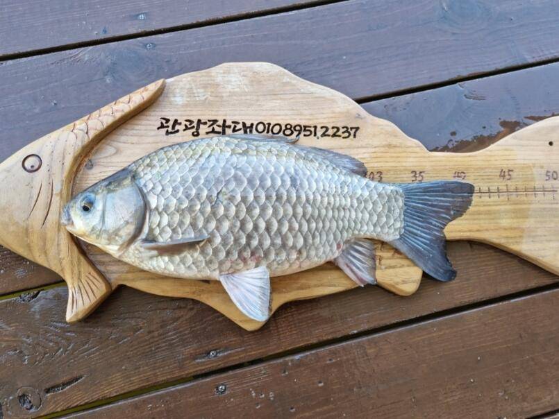 4짜 대물 붕어 송전지 관광좌대 (유료터정보 - 유료터점주조황)