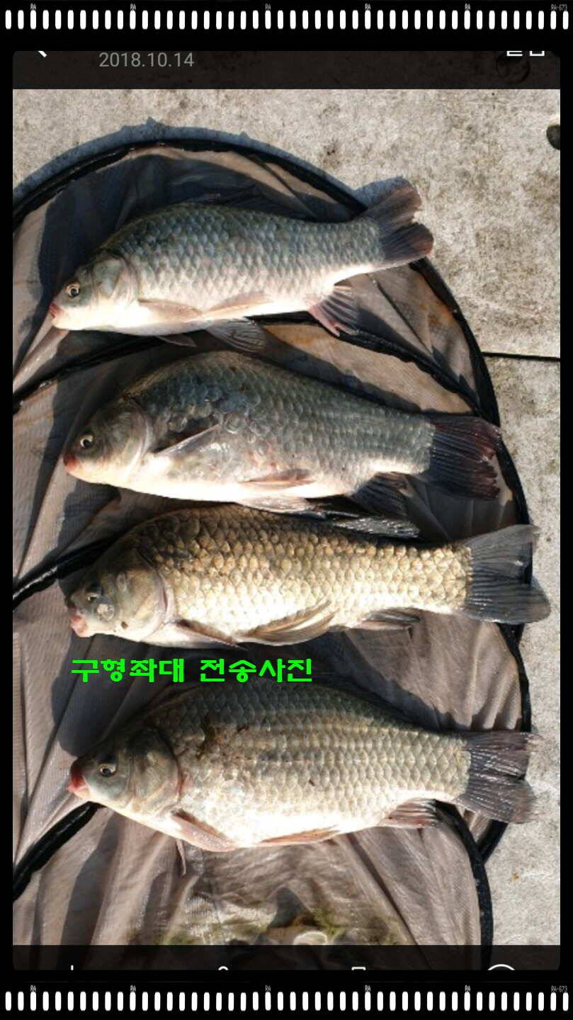 신원낚시터 10월 16일 조황소식과 방류 동영상입니다 (유료터정보 - 유료터점주조황)