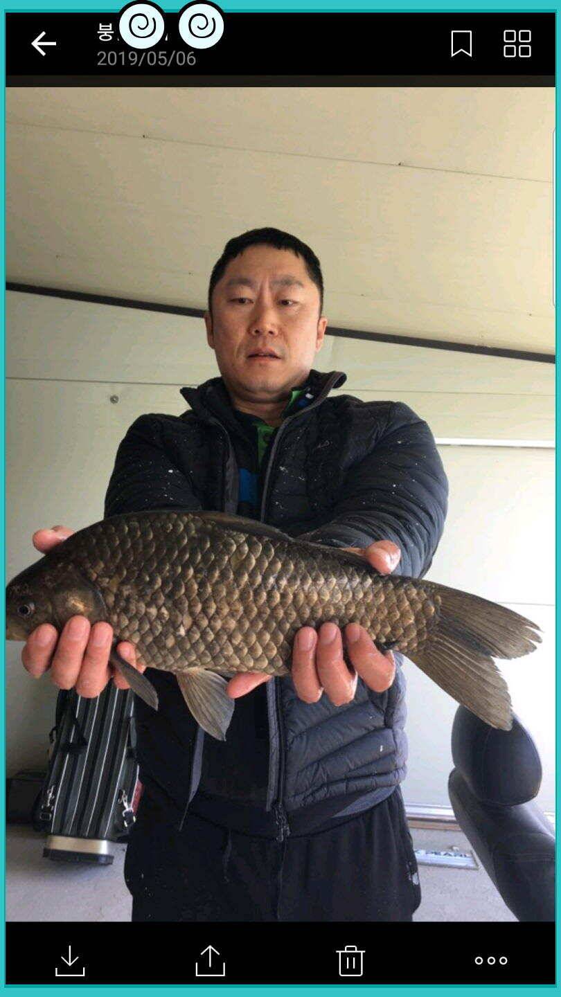 신원낚시터 토종대물 덩어리와 4짜가 계속 나옵니다쭉 (유료터정보 - 유료터점주조황)