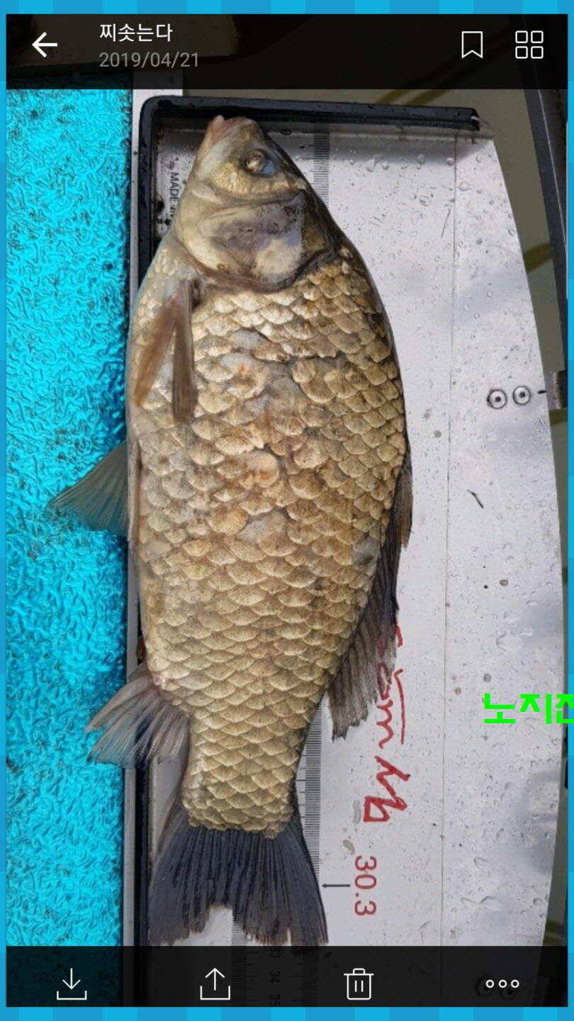 신원낚시터 올해 첫 토종대물 45짜리 소식입니다 (유료터정보 - 유료터점주조황)