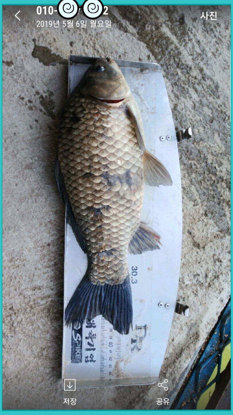 신원낚시터 토종대물 덩어리와 4짜가 계속 나옵니다쭉 (유료터정보 - 유료터점주조황)