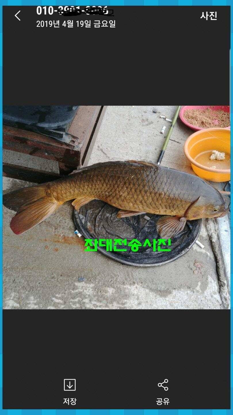 신원낚시터 올해 첫 토종대물 45짜리 소식입니다 (유료터정보 - 유료터점주조황)