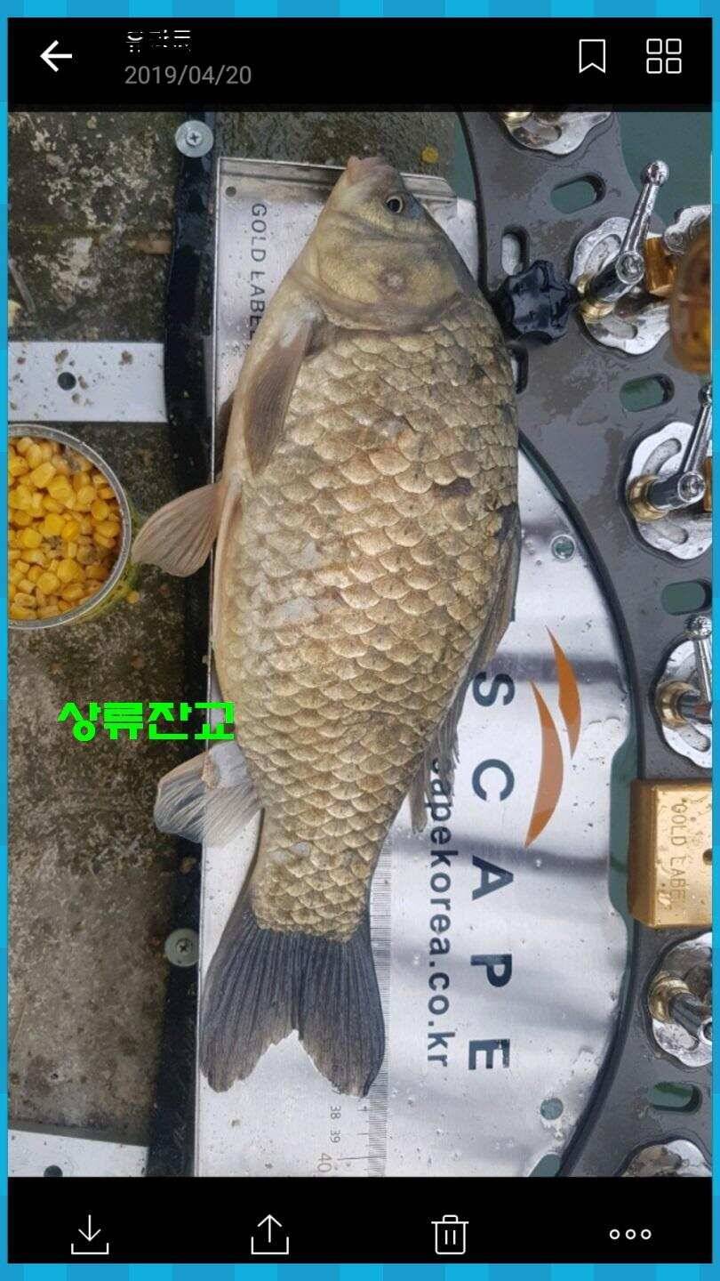 신원낚시터 올해 첫 토종대물 45짜리 소식입니다 (유료터정보 - 유료터점주조황)